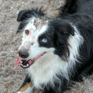 Meet your Posher, Drisana